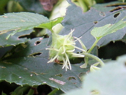 Humulus lupulus