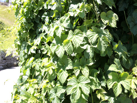 Humulus lupulus