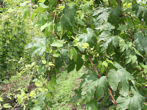 Humulus lupulus