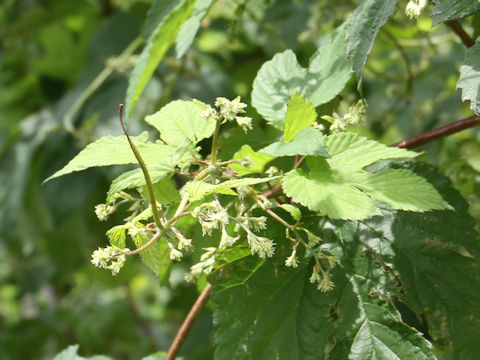 Humulus lupulus