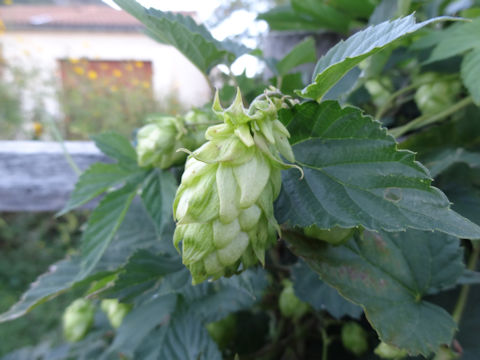 Humulus lupulus