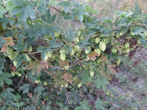 Humulus lupulus