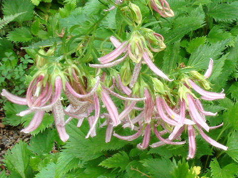 Campanula punctata cv. Pink Octopus