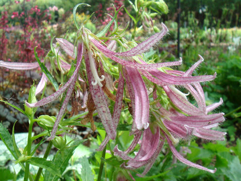 Campanula punctata cv. Pink Octopus