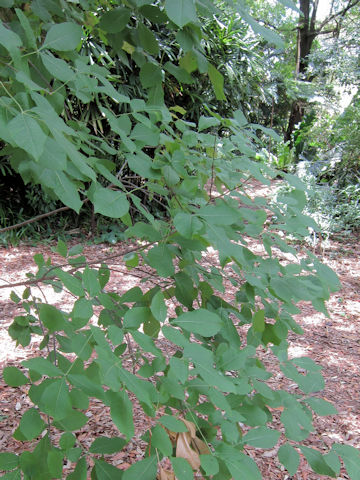 Ptelea trifoliata