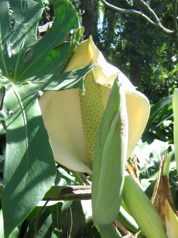 Monstera deliciosa