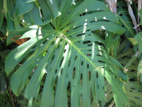 Monstera deliciosa