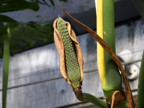 Monstera deliciosa