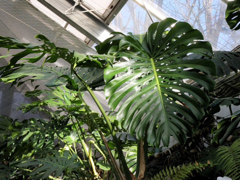 Monstera deliciosa