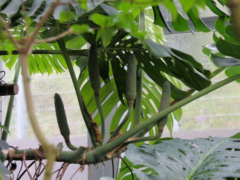 Monstera deliciosa