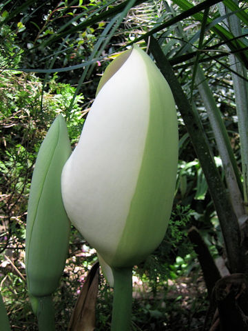 Monstera deliciosa