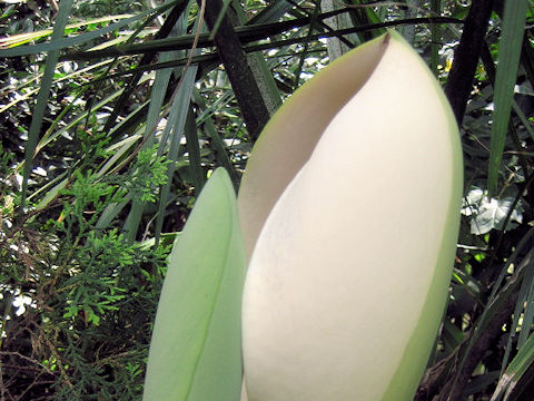 Monstera deliciosa