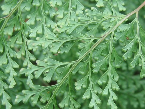 Sphenomeris chinensis