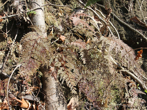 Sphenomeris chinensis