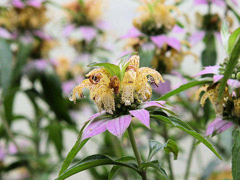 Monarda punctata