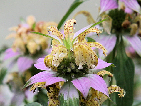 Monarda punctata