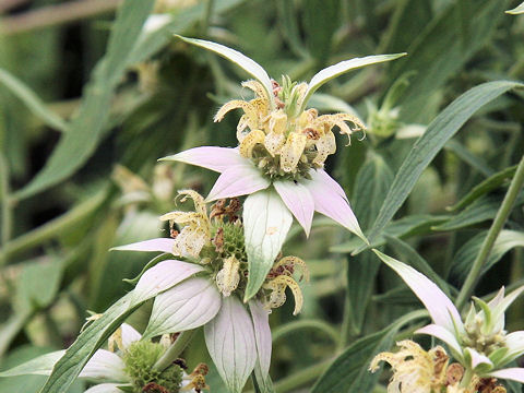 Monarda punctata