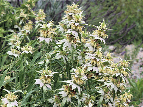 Monarda punctata