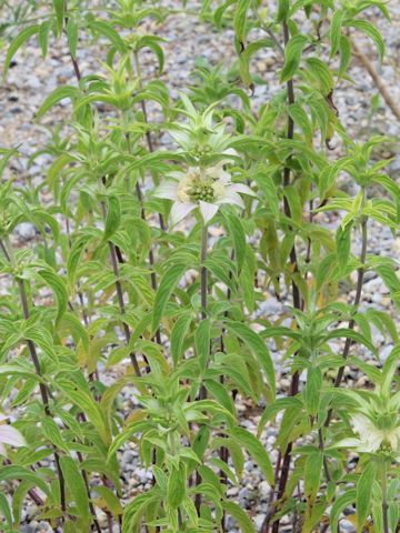 Monarda punctata