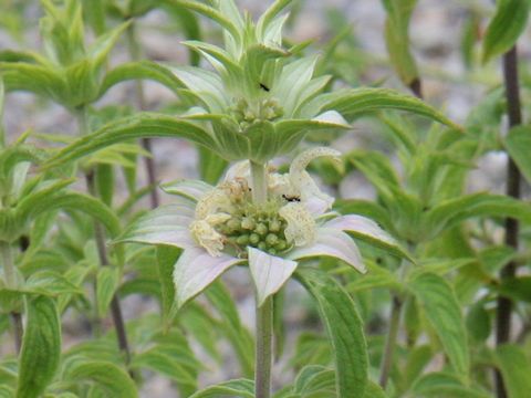 Monarda punctata