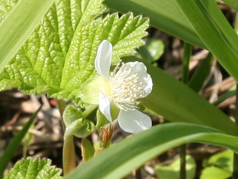 Rubus chamaemorus