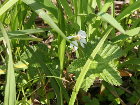 Rubus chamaemorus