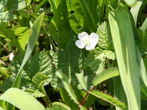 Rubus chamaemorus