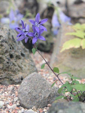 Campanula uemurae