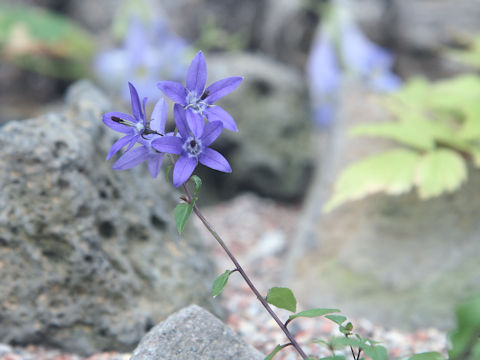 Campanula uemurae