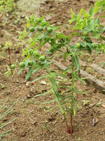 Euphorbia lathyris