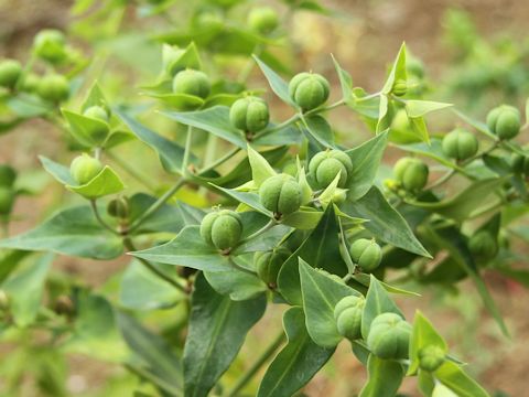 Euphorbia lathyris