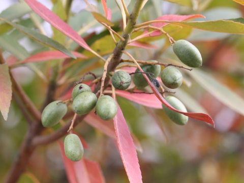Elaeocarpus syluestris var. ellipticus