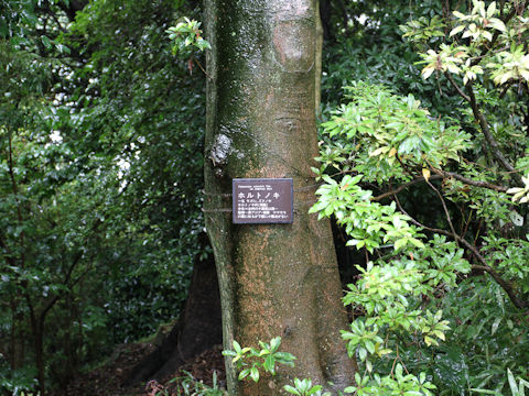 Elaeocarpus syluestris var. ellipticus