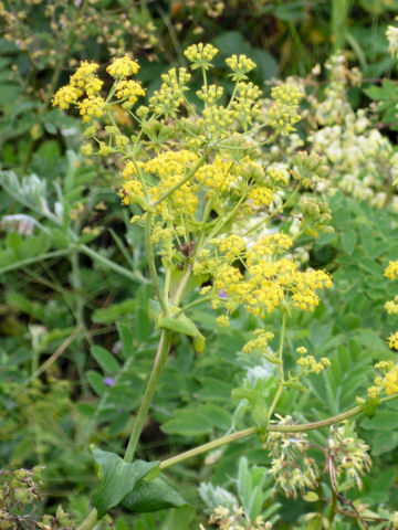 Bupleurum longiradiatum ssp. sachalinense var. elatius