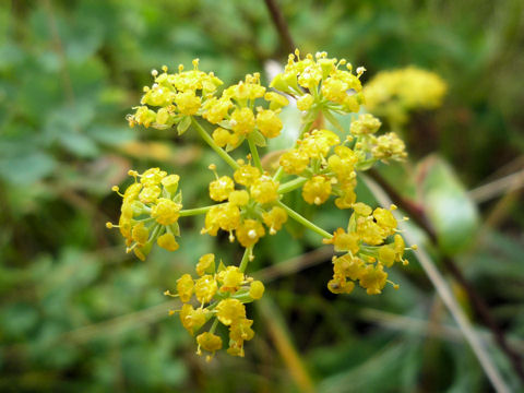 Bupleurum longiradiatum ssp. sachalinense var. elatius