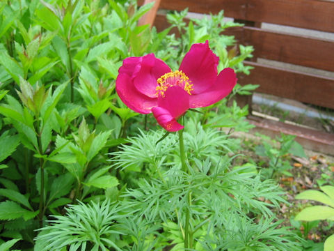 Paeonia tenuifolia