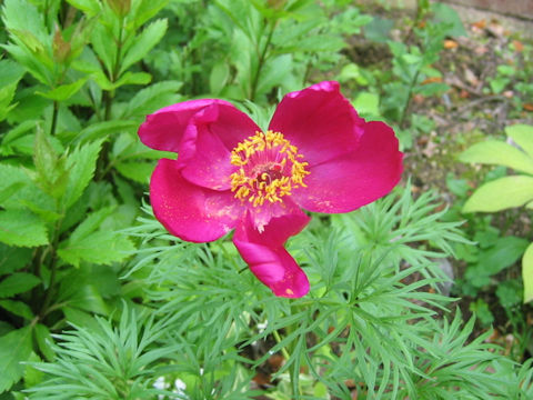 Paeonia tenuifolia