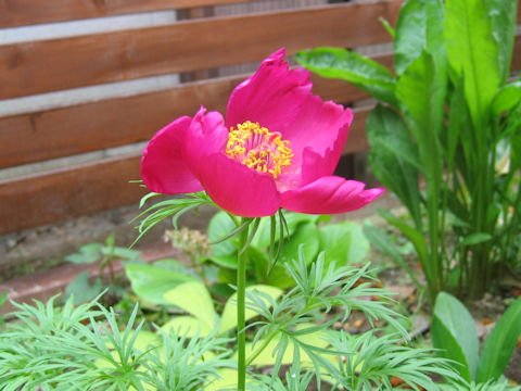 Paeonia tenuifolia