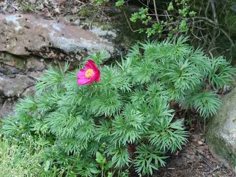 Paeonia tenuifolia