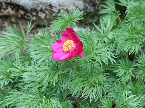 Paeonia tenuifolia