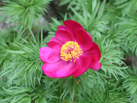 Paeonia tenuifolia