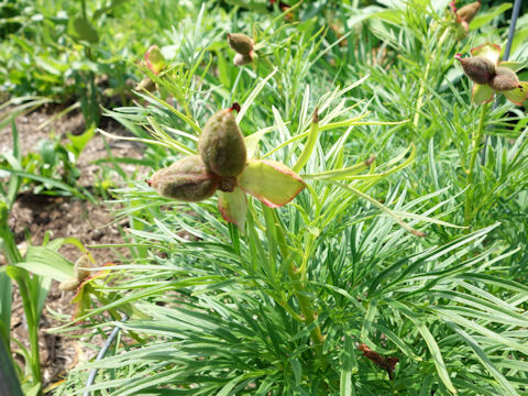 Paeonia tenuifolia