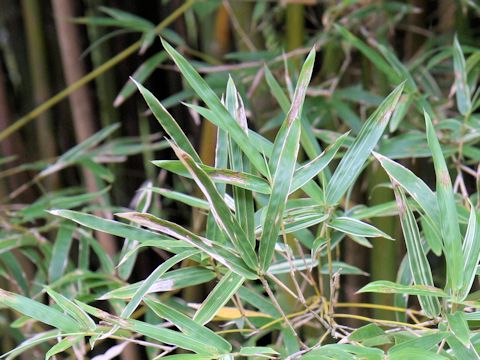 Bambusa multiplex f. variegata