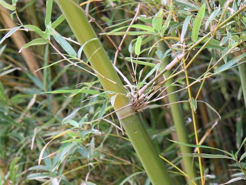 Bambusa multiplex f. variegata