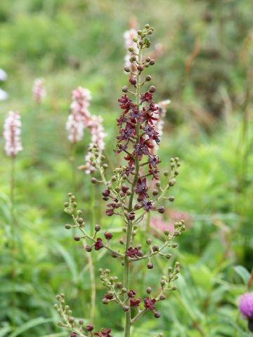 Veratrum maackii var. maackii