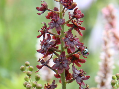 Veratrum maackii var. maackii