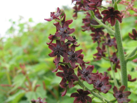 Veratrum maackii var. maackii