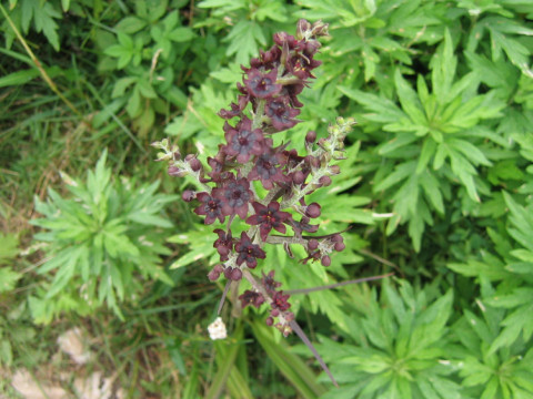 Veratrum maackii var. maackii