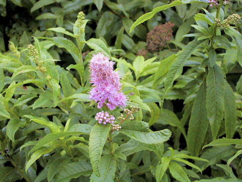 Spiraea salicifolia