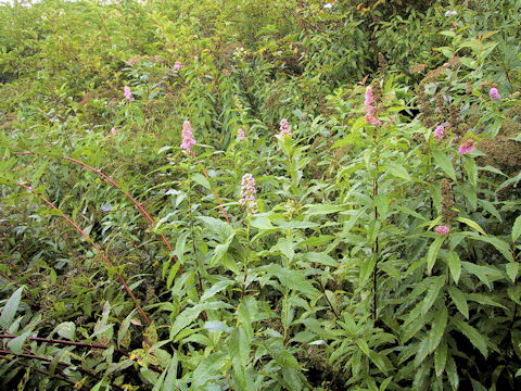 Spiraea salicifolia